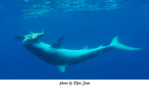 Turtle and shark - Cocos Island