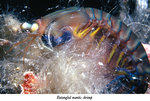 Entangled mantis shrimp