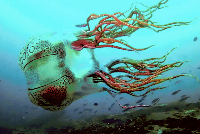 Chirodectes maculatus jelly fish