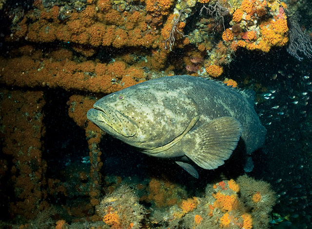 Goliath Grouper