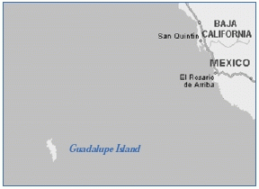 Guadalupe Island, Baja Mexico