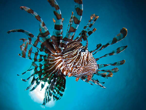 Lion fish