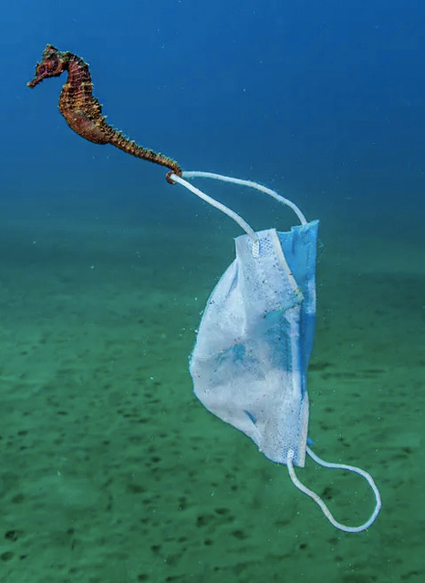 a seahorse grasping mask - photographed by Nicholas Samaras