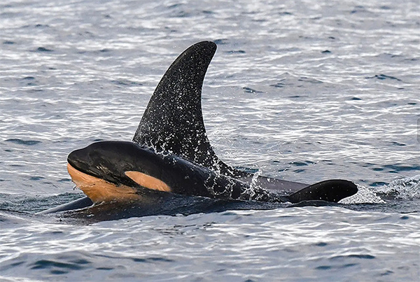 Orca and her dead calf