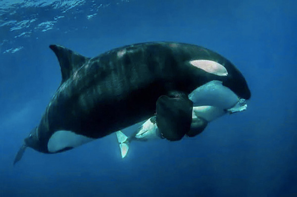 Orcas