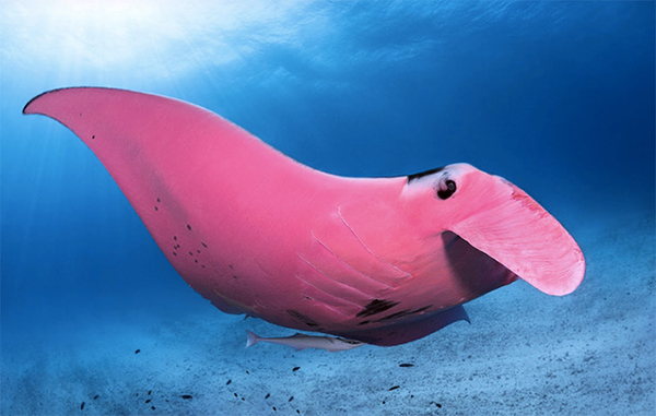 Pink Manta