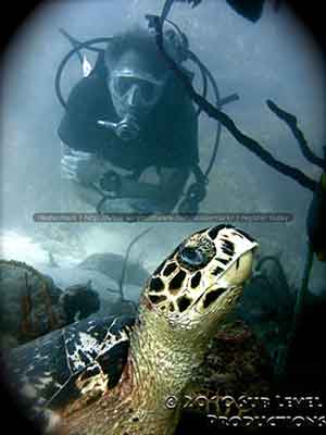 Making Friends With a Hawksbill Turtle