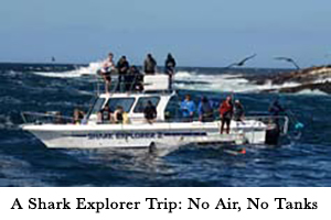 Shark cage diving, Cape Town, South Africa