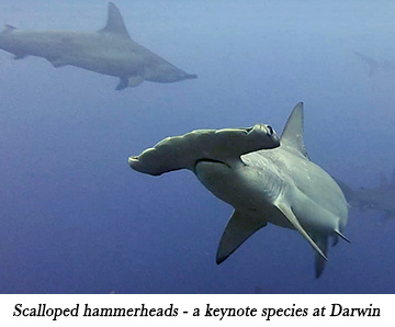 Scalloped hammerheads - a keynote species at Darwin