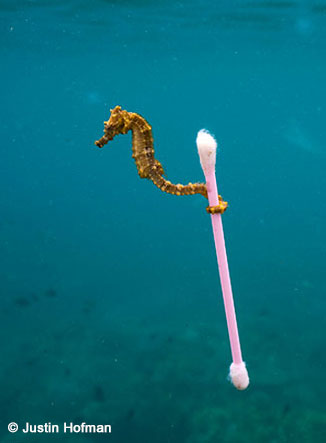 Seahorse - by Justin Hofman